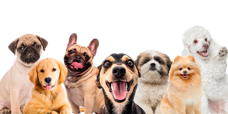As 7 Raças de Cães Mais Comuns No Brasil
