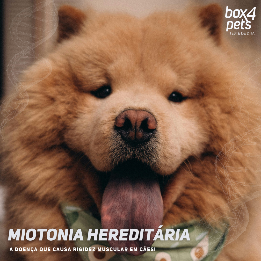 Miotonia Hereditária em Cães: Entenda a Doença e Como o Teste Genético ...