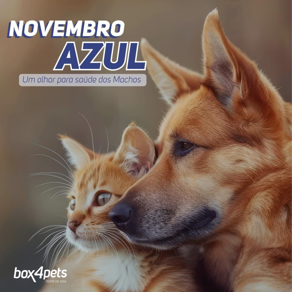 Novembro Azul: Um Olhar para a Saúde dos Machos