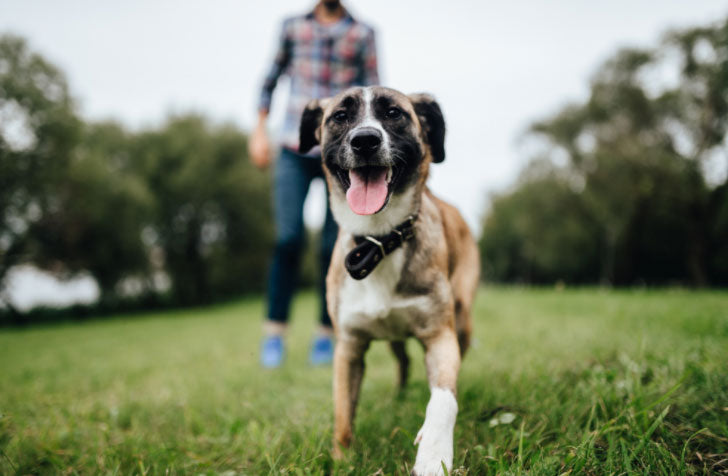 Como adotar o cão correto para meu estilo?