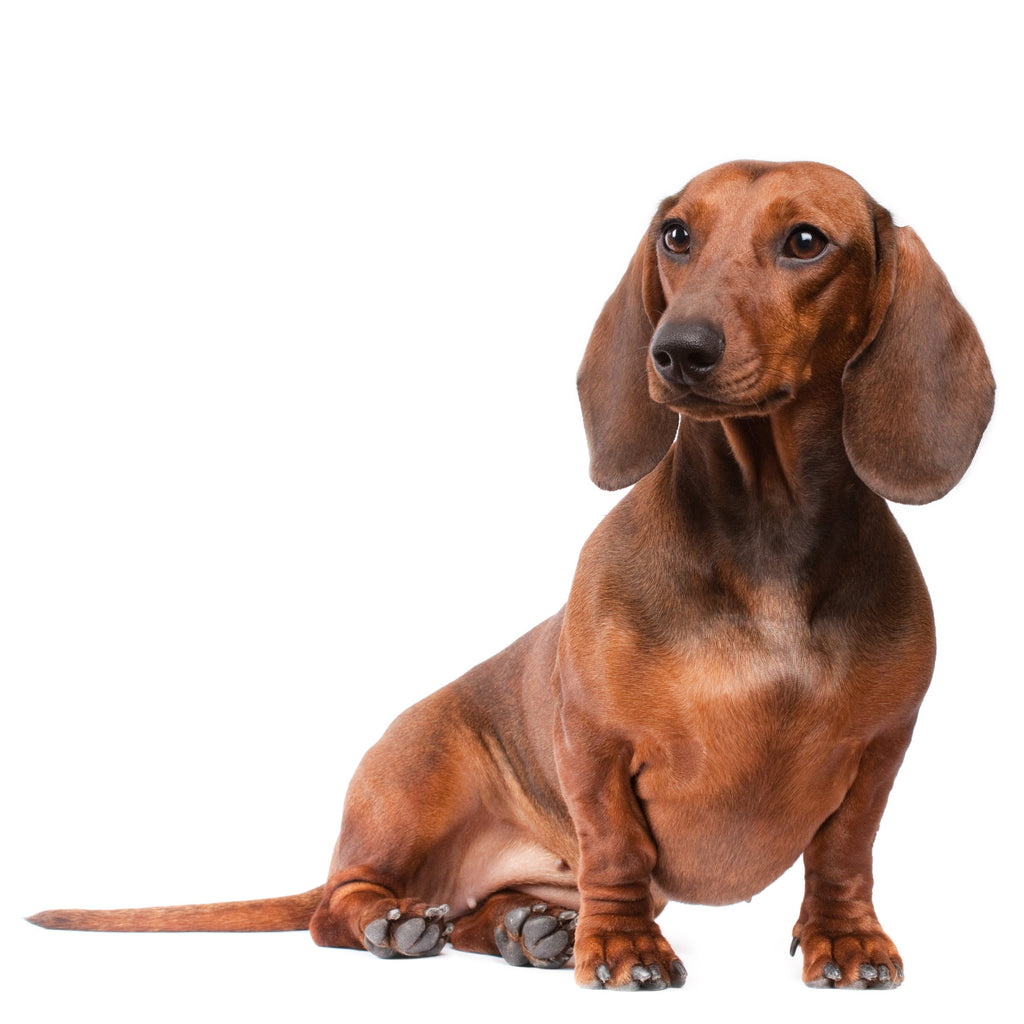 Dachshund– Box4Pets