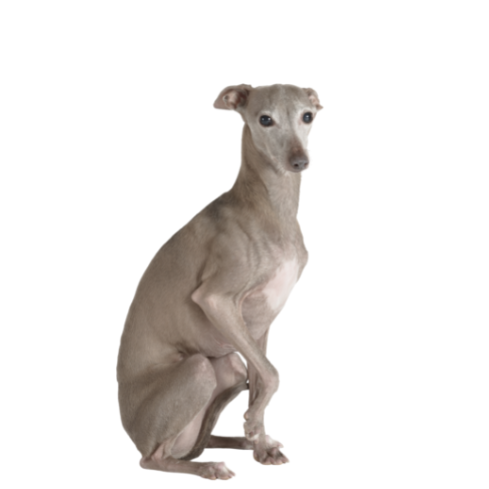 Italian Greyhound - ALKC