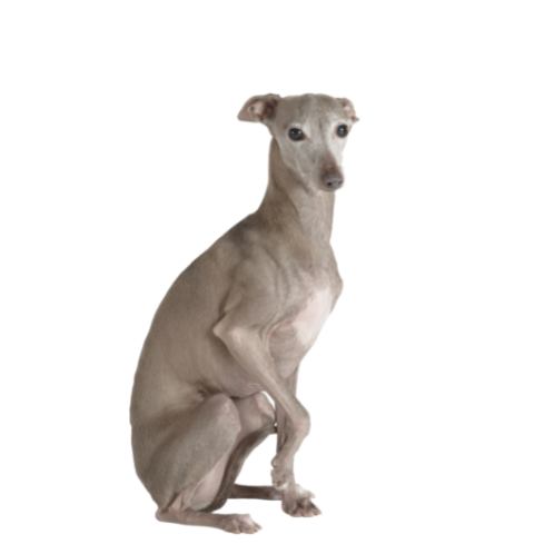 Italian Greyhound