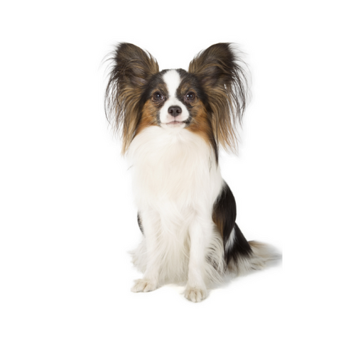 Pequeno Spaniel Continental / Papillon