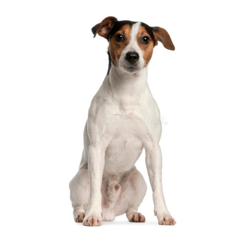 Jack Russell Terrier - ALKC
