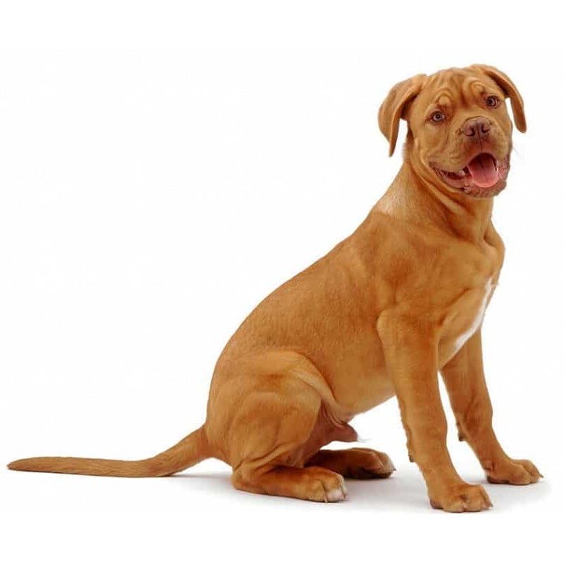 Dogue de Bordeaux - ALKC