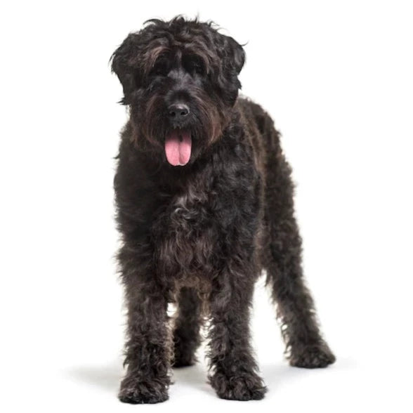 Bouvier des Flandres