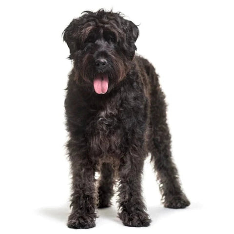 Bouvier des Flandres - ALKC